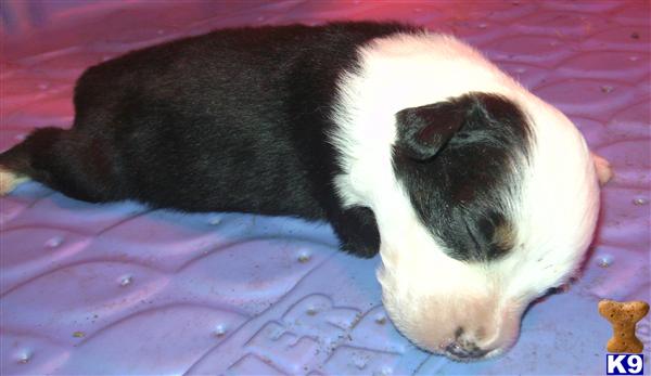 Puppies in IA